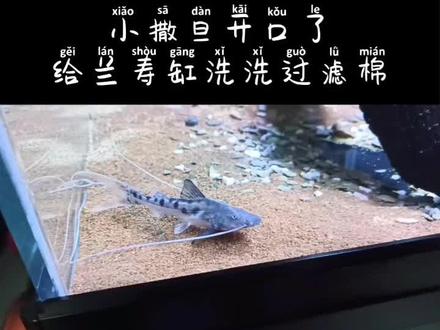 撒旦鸭嘴开口了,希望下次能够拍下吃食视频#vlog日常 #撒旦鸭嘴 #兰寿 #观赏鱼