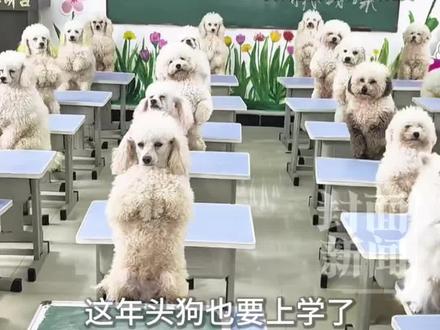 上海刚工作女孩送爱犬“上幼儿园”,学费1.2万元/月不包饭,却直呼超值!宠物学校创始人:供不应求,报名需排2-3周#精选主播说