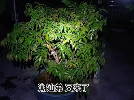 盆栽嘉宝果树,树葡萄,艾斯卡,红妃,沙巴介绍#树葡萄 #嘉宝果 #家庭种植 #种植 #盆栽