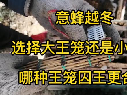 关王越冬,选择大王笼还是小王笼,哪种王笼囚王更合适