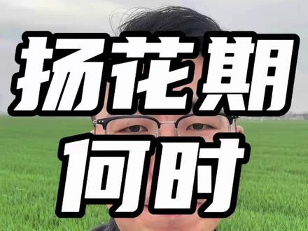 扬花期何时打药 #国丰农服