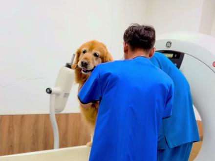 看看月有多乖 #狗成精了 #玖月 #金毛