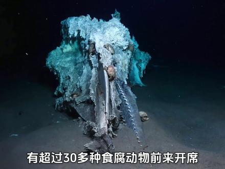 一鲸落万物生:生于海,归于海 #探索大海深处的秘密 #抹香鲸 #鲸落 #深海巨物 #动物世界