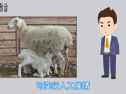 怎么使母羊多产羔羊?母羊一胎多羔的经验及技术措施。