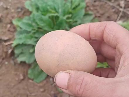 蛤蟆草炒鸡蛋,你们有没有吃过?看似简单的搭配,却是老一辈智慧的结晶,学会了不求人#蛤蟆草 #生活小妙招