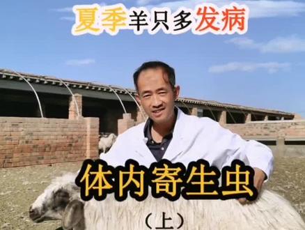 #羊病预防 #体内寄生虫 夏季羊只多发病—体内寄生虫之肝包虫和脑包虫的危害与治疗~
