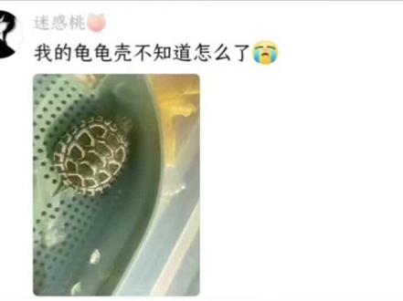 养龟新手有问题欢迎评论区留言哦#龟龟🐢 #养龟人 #乌龟 #养龟日常 #评论区