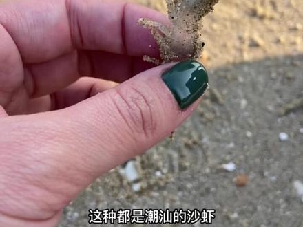 小章赶海 — 沙滩挖出一条野生沙虾! ! #吹海风 #海鲜 #赶海 #搞笑视频 #仅供娱乐切勿当真