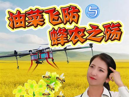 油菜飞防与蜂农之殇:治理失度 共生缺位(上) 油菜飞防竟成蜜蜂杀手?养蜂人损失惨重! #养蜂管理办法 #油菜花打药事件 #官方回应油菜花花期打药