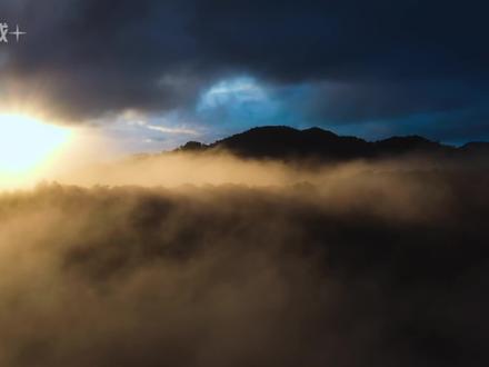 马达加斯加的雨林小动物 4K超清画质,探索马达加斯加雨林中的小小动物世界,马岛猬、七彩变色龙、幽灵螳螂、盔鵙、叶尾守宫、枯叶变色龙#动物世界 #野生动物零距离 #助眠 #解压 #睡前故事