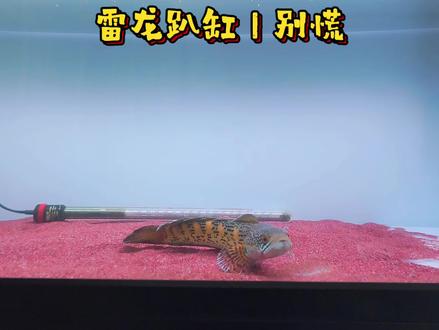 一招搞定雷龙趴缸,新手必看 雷龙趴缸不用慌!分清是懒还是病,教你快速调整,鱼立马活跃起来~#雷龙鱼 #雷龙趴缸 #观赏鱼 #养鱼教程 #雷龙饲养