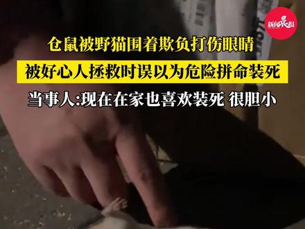 (自采原创)遭野猫围着欺负#仓鼠被好心人拯救时疯狂装死 鼠鼠:我已经洗翘翘了,补药抓我啊!(素材来源@壳壳主理 )#仓鼠 #鼠鼠 #神奇动物 #动物成精了