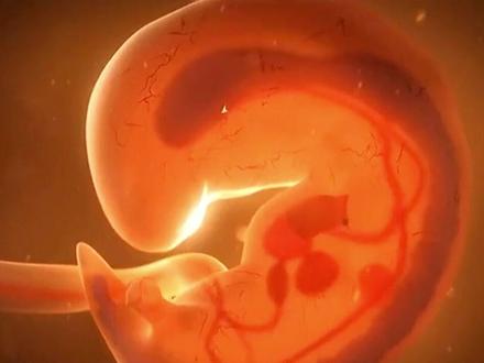 #怀孕 #备孕 生命的奇迹,宝宝在肚子里的成长过程。#不孕