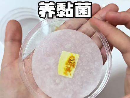 来养可以复活的黏菌 #黏菌 #新奇好物 #玩个很新的东西 #种草