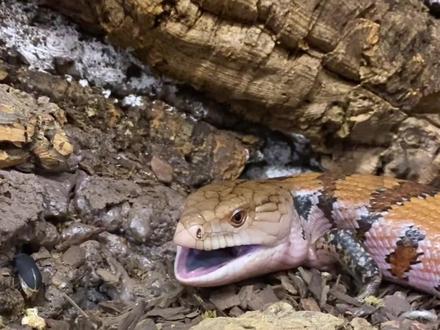 解析传说中的四脚蛇,蓝舌石龙子。#动物 #神奇动物在抖音 #蜥蜴