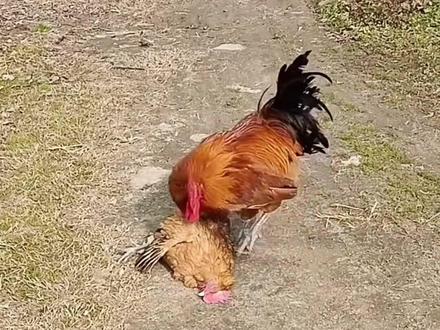 这几种鸡还能救吗?#打火鸡 #抖音看世界 #科普 #小鸡仔