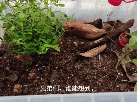 猎镰这么能抗饿吗 #养蚁 #猎镰猛蚁 #黑头酸臭蚁