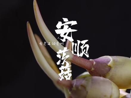 贵州人开始进入备年货状态了 炸茨菇是安顺人少不了的年货之一!#舌尖上的抖音 #家乡特色 #年货备起来 #茨菇 #美食分享