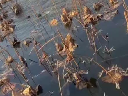 潍坊白浪河出现喷涌 潍坊白浪河河段突然发生喷涌,水中水浪很高,很是壮观#潍城 #潍坊