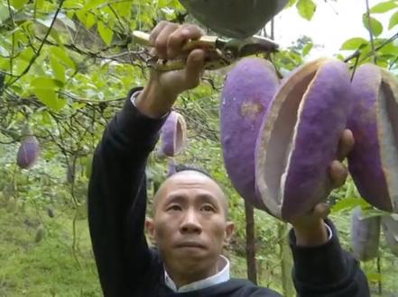 八月瓜熟了会炸开,又叫“八月炸”,浙江这种山间水果你吃过吗?(供稿:衢州台) #重要窗口看小康