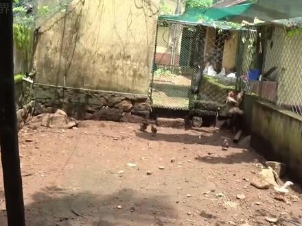 全世界10个死的最憋屈的老鹰,第八名仅4克也敢欺负它!第一名 全世界10个死的最憋屈的老鹰,第八名仅4克也敢欺负它!第一名被自己的食物反杀,真实版“鹰落平原”被蛇戏!