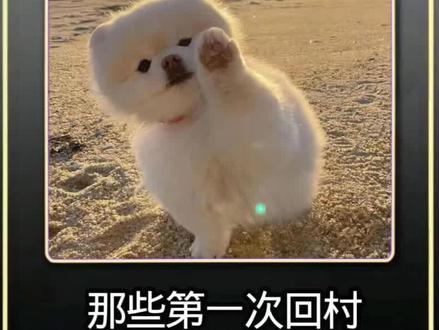 #萌宠 #搞笑 那些第一次回村过年的猫咪