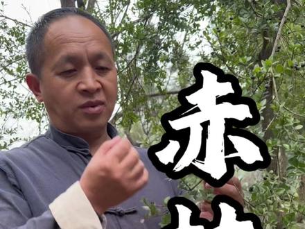 家有赤楠,万事不难,它是盆景也可以做酒水酿造,口感酸甜,你们见过吗?#赤楠#我的乡村生活 #大自然的馈赠