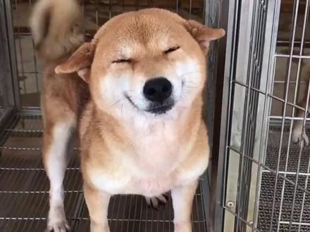 柴犬 一种飞机耳 眯眯眼的笑面狗 #柴犬 #科普