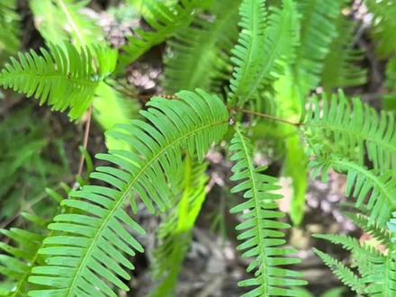 农村不起眼的芒萁又叫蜈蚣草,你了解它的价值吗#植物科普#植物分享#涨知识#内容启发搜索