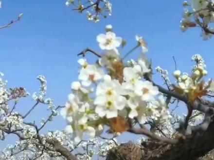 这么近那么美周末到河北——衡水阜城百年梨园