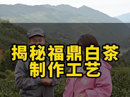 全程实拍福鼎白茶制作工艺,全程干货,点赞收藏哦 #福鼎白茶 #召唤茶友 #茶生活