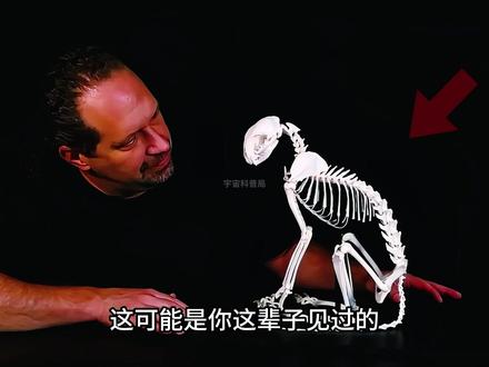 虫子啃出来的骨骼标本,竟比人类制作的更精美?这是为啥呢? #科普 #标本 #骨骼标本 #皮蠹 #标本制作