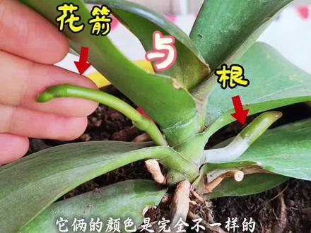 教你区分蝴蝶兰的根与花箭。
#蝴蝶兰