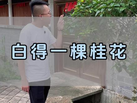 桂花树扦插的新方法 #桂花 #扦插 #养花小知识