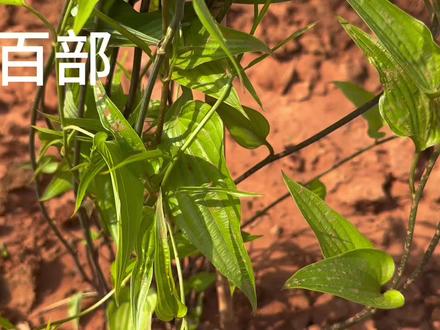 身边的草药(885),百部