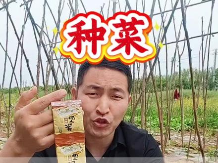 种菜,一袋酵母粉,胜过千样肥#豆角 #豆角种植 #豆角大丰收 #三农 #种菜