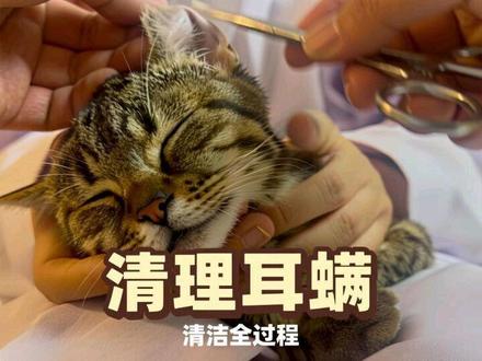 你家猫咪耳螨为什么总好不了,来看看清洁全过程吧 猫咪耳螨马拉色清洁过程是一样的,我每天晚上直播给大家讲解清洁耳螨小技巧。大家可以晚9点左右来我直播间哦。#真实生活分享官 #耳螨 #猫咪日常清洁