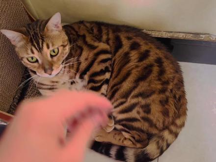 极简养猫法,了解一下