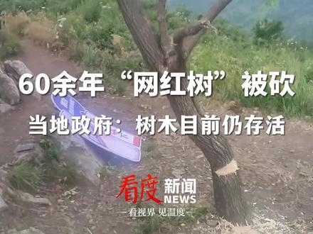 #湖北襄阳60余年“网红树”被砍 ,当地政府:砍树人已找到,树木目前仍存活
