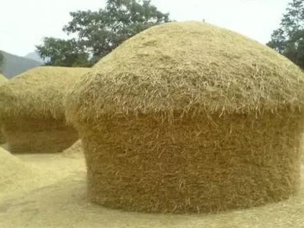 草垛,当年绝对是孩子们玩耍的天堂。这些草垛,总有一款是你熟悉的样子,当农村少了草垛,故乡也就少了灵魂!#七零后