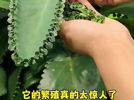 多肉植物不死鸟、又称落地生根、也有人叫它蕾丝公主#多肉植物#爱生活爱养花 #花卉绿植 #阳台小院均可种植
