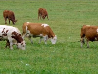 牛为什么要戴鼻环?穿牛鼻环对牛有伤害吗?