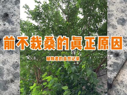 #一点植物学 前不栽桑,后不栽柳,当间不栽鬼拍手,为啥呢?