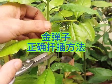 金弹子正确扦插方法!#盆景 #金弹子 #扦插 #种植小技巧 #实用小技巧