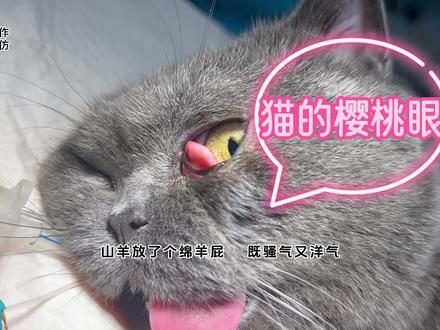 猫的第三只眼?#科学养宠攻略 #绝育完的猫咪 #科学养宠