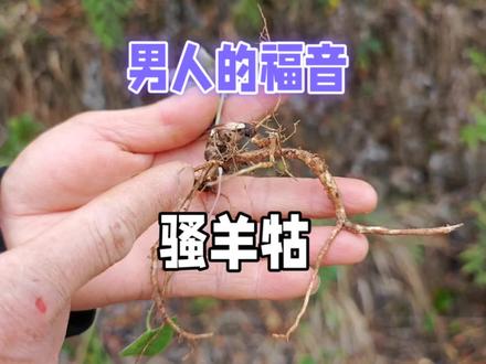 神奇草药骚羊牯:杏叶防风的奥秘与用法,民间知道的都会用它泡酒