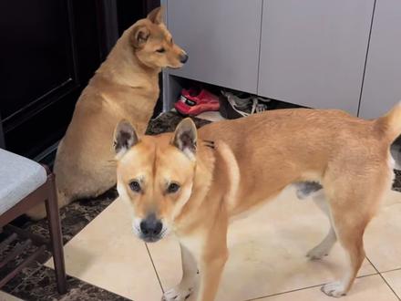 现在是夫唱妇随啊,瓜豆,金条,小福星也可以娶老婆了#家有中华田园犬 #中华田园犬@中华田园犬小福星 @中华田园犬 yellow