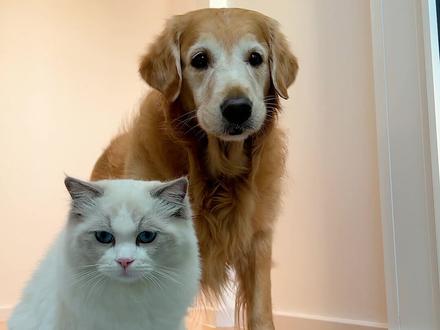 原来我妈这么难过是有原因的......#家有萌宠 #萌宠出道计划