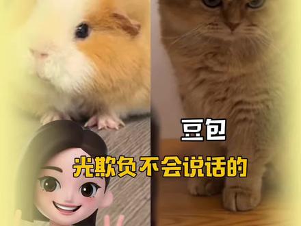 真想像豆包一样刻薄的活一次!#豆包 #猫咪 #荷兰猪 #搞笑 #万万没想到