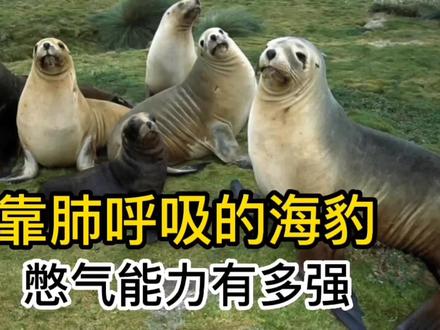 海豹冷知识,靠肺呼吸的海豹不仅憋气能力强,游泳速度也很快 #海豹